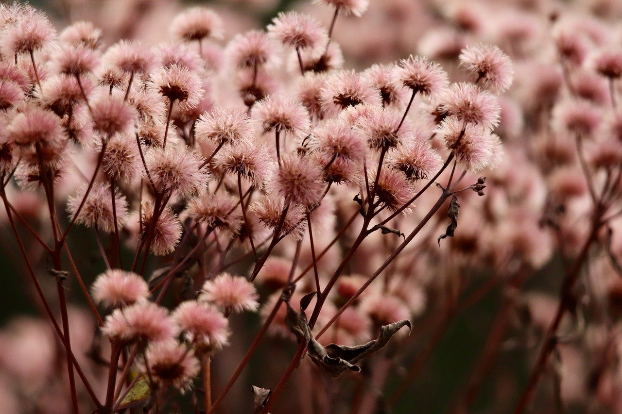 咸鱼实名账号：小蝌蚪app详情下载教程详情下载教程